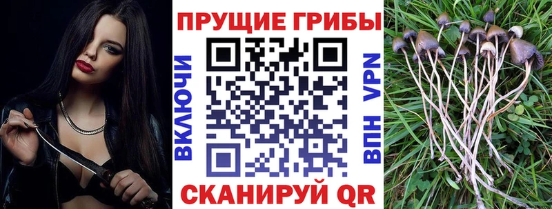 Псилоцибиновые грибы Psilocybine cubensis  Купить  Сыктывкар 